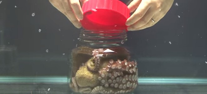 Une pieuvre dévisse un bocal de l’intérieur pour en sortir