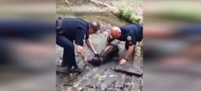 Des policiers sauvent un chien coincé dans l’eau depuis 3 jours