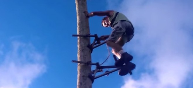 Une méthode insolite pour grimper à un cocotier