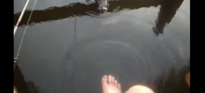 Il provoque un crocodile à côté d’une enfant