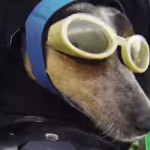 wingsuit-best-jump-chute-libre-chien