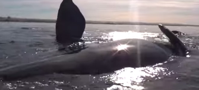 Un kayak soulevé par une énorme baleine