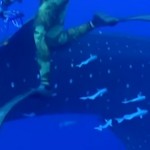 pecheur-sous-marin-requin-baleine