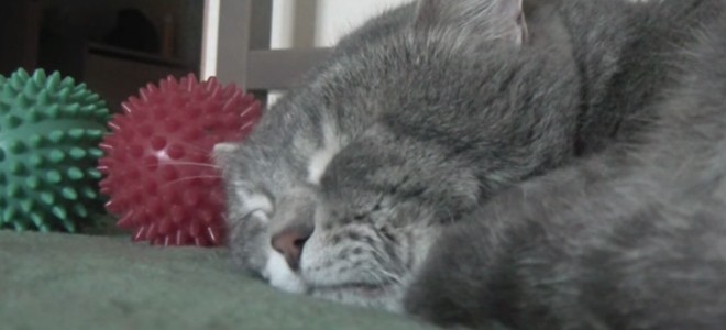 Un chat râle quand son maître tousse pendant sa sieste