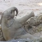 elephant-sauvetage-zoo-elephanteau
