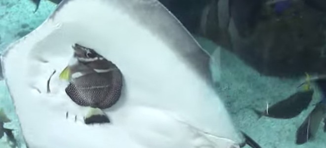 Une raie essaie de manger un poisson dans un aquarium