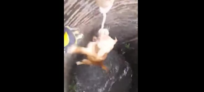 Sauvetage d’un chien tombé dans un puits