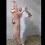 danse-avec-cochon-boucherie