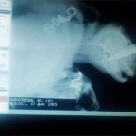 Vets Remove Knife From Cats Skull