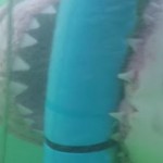 requin-blanc-attaque-cage