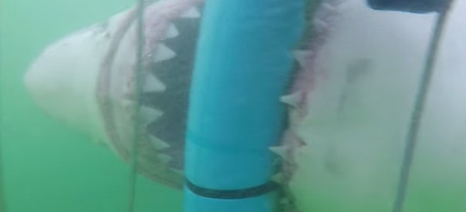 Un requin blanc attaque une cage