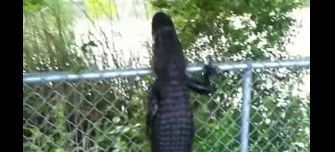 Un alligator escalade une clôture