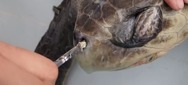 Sauvetage d’une tortue avec une paille dans une narine