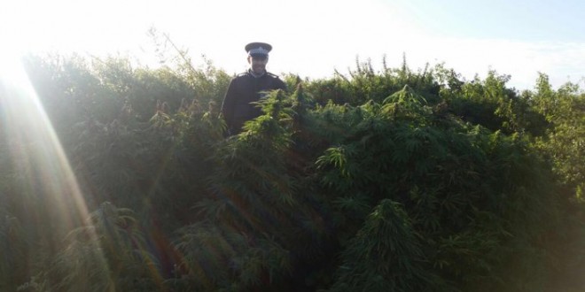 Une forêt de cannabis découverte près de Londres