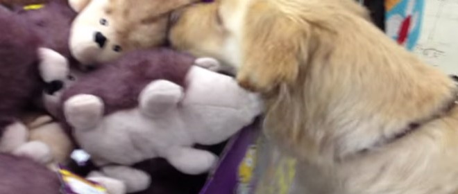 Un chien maltraité choisit son premier jouet