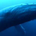 baleine-perd-son-petit