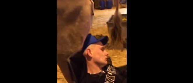 Une vache fait caca sur un garçon ivre