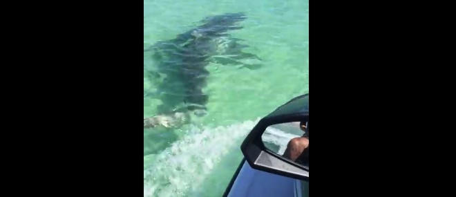 Un requin attaque un jetski