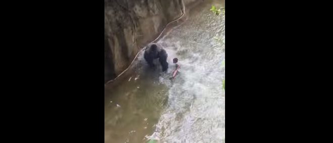 Un enfant chute dans l’enclos du gorille