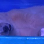 ours-blanc-captivite-selfies