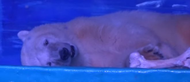 Un ours polaire en captivité pour des selfies