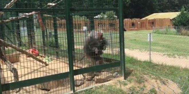 Un singe lance du caca sur une petite fille dans un zoo