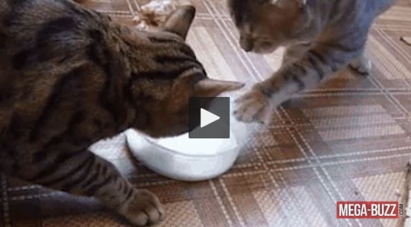 Vidéo : 2 chats pour un bol de lait ,résultat ?