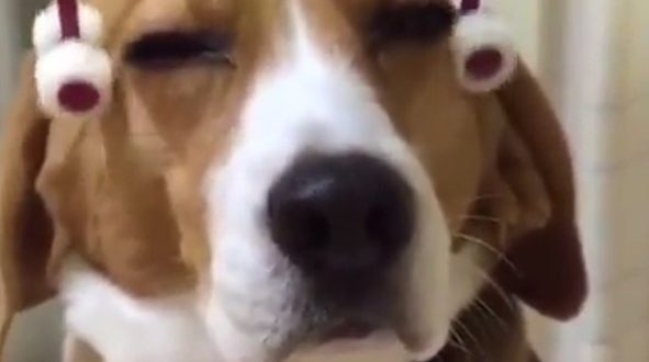 Vidéo : Massage pour chien stressé !