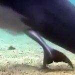 nature-dauphin-naissance