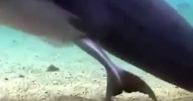 Vidéo : La naissance d’un dauphin