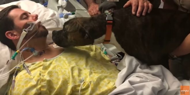 Un chien dit adieu à son maître sur son lit d’hôpital