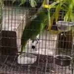 perroquet-chanteur