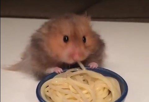 Un hamster italien gastronome !